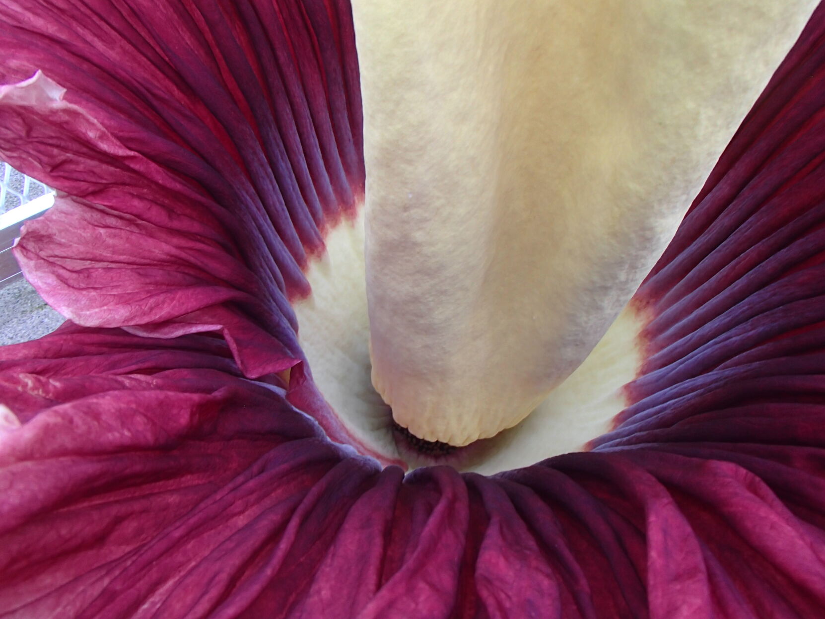 Corpse Flower